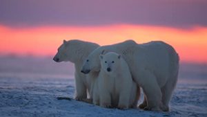 Kingdom.of.the.Polar.Bears.S01.1080p.DSNP.WEB-DL.DD+5.1.H.264-playWEB – 4.8 GB