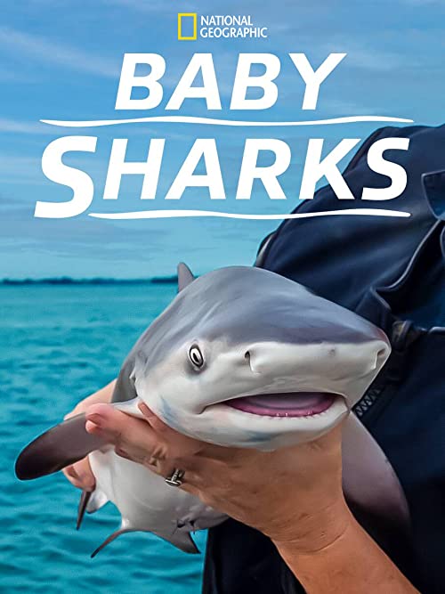 Baby Sharks