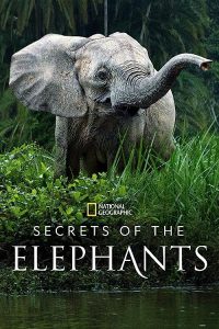 Secrets.of.the.Elephants.S01.2160p.DSNP.WEB-DL.DDP5.1.DV.HEVC-HHWEB – 19.0 GB