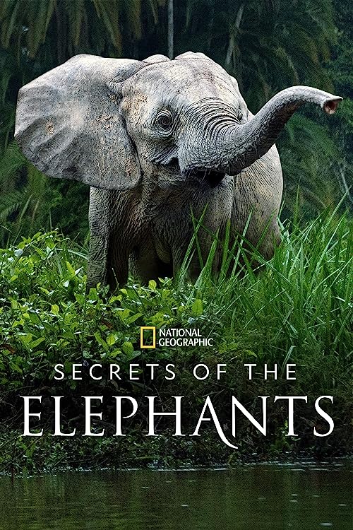 Secrets of the Elephants