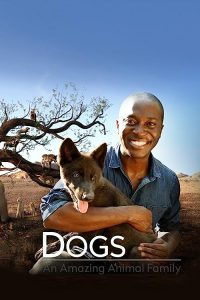 Amazing.Dogs.S01.1080p.AMZN.WEB-DL.DDP2.0.H.264-NTb – 9.2 GB