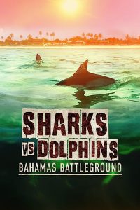 Sharks.vs.Dolphins.Bahamas.Battleground.2023.1080p.DSNP.WEB-DL.DDP5.1.H.264-FLUX – 2.6 GB