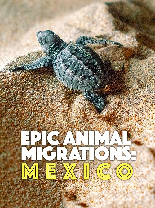 Epic Animal Migrations: Mexico