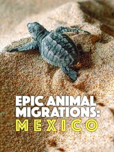 Epic.Animal.Migrations.Patagonia.2023.720p.WEB.h264-CAFFEiNE – 909.0 MB