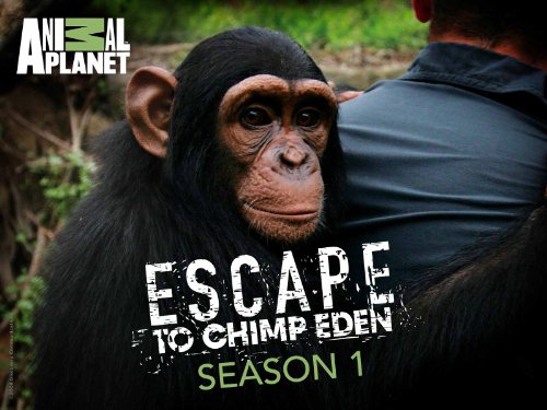 Escape to Chimp Eden