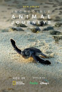 Incredible.Animal.Journeys.2023.S01.720p.DSNP.WEB-DL.DD+5.1.H.264-playWEB – 9.3 GB