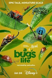 A.Real.Bugs.Life.S01.2160p.DSNP.WEB-DL.DDP5.1.HDR.HEVC-NTb – 15.6 GB