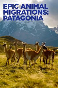 Epic.Animal.Migrations.Patagonia.2023.iNTERNAL.1080p.WEB.H264-CBFM – 3.4 GB