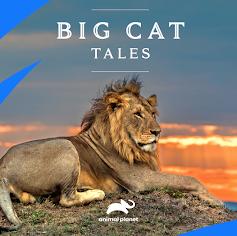 Big.Cat.Tales.S01.720p.MAX.WEB-DL.DD+2.0.H.264-playWEB – 5.0 GB