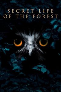 Inside.the.Forest.Seasons.of.Wonder.S02.1080p.MY5.WEB-DL.AAC2.0.H.264-playWEB – 14.8 GB