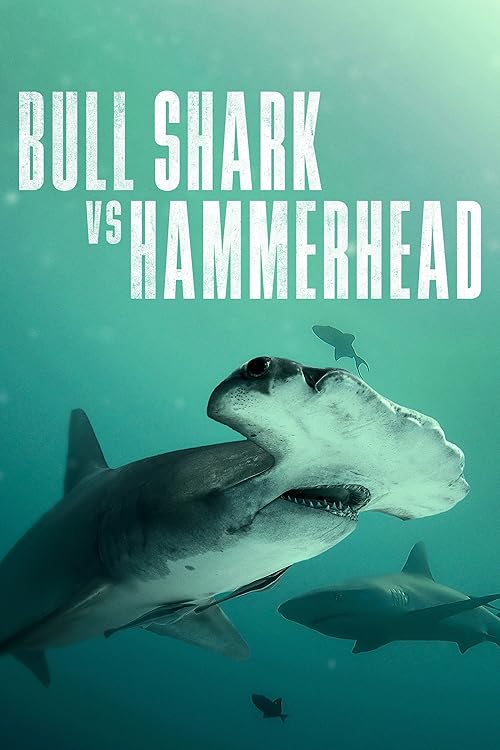 Bull Shark vs Hammerhead