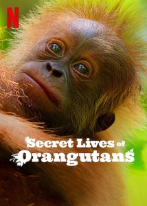 Secret.Lives.of.Orangutans.2024.1080p.NF.WEB-DL.DDP5.1.Atmos.H.264-FLUX – 4.0 GB