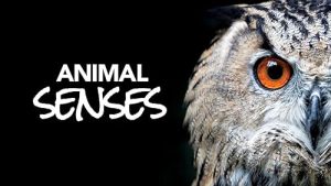 Animal.Senses.S01.2160p.AMZN.WEB-DL.DDP2.0.HEVC-NTb – 15.3 GB