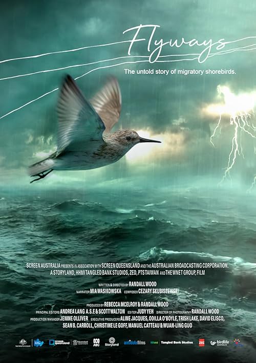 Flyways: the untold journey of migratory shorebirds