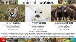 Animal.Babies.S01.1080p.AMZN.WEB-DL.DDP2.0.H.264-NTb – 10.5 GB