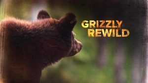 Grizzly.Rewild.2023.1080p.WEB.H264-CBFM – 2.2 GB