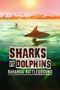 Sharks.vs.Dolphins.Bahamas.Battleground.2023.1080p.WEB.H264-CBFM – 2.6 GB