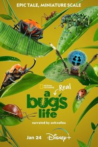 A.Real.Bug’s.Life.S01.2160p.DSNP.WEB-DL.DD+5.1.Atmos.HDR.H.265-playWEB – 15.6 GB