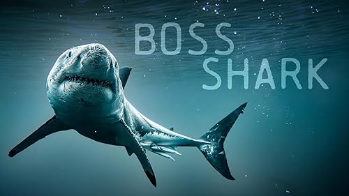 Boss Shark