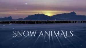 Snow.Animals.2019.1080p.WEB.h264-Ginnungagap – 2.9 GB