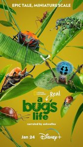 A.Real.Bug’s.Life.S02.2160p.DSNP.WEB-DL.DD+5.1.Atmos.DoVi.H.265-playWEB – 17.4 GB