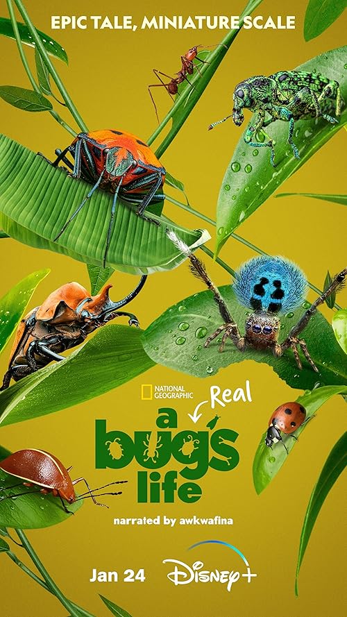 A Real Bug's Life