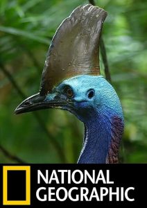 Dino.Bird.2017.1080p.WEB.h264-VOYAGES – 3.1 GB