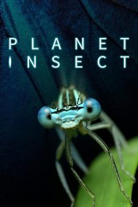 Planet.Insect.S01.2160p.WEB-DL.AAC2.0.H.264-playWEB – 14.8 GB