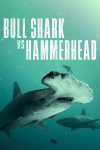 Bull.Shark.vs.Hammerhead.2023.720p.WEB.H264-RVKD – 1.3 GB
