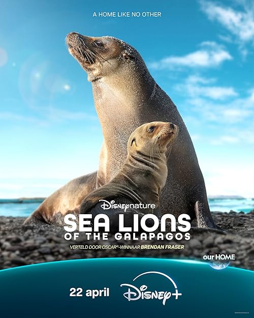Sea Lions of the Galapagos