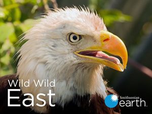 Wild.Wild.East.S01.Foxes.1080p.AMZN.WEB-DL.DDP2.0.H.264-alfaHD – 23.7 GB