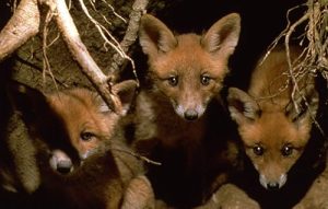 The.Secret.Life.Of.Bats.2025.1080P.WEB.H264-GRASHOPR – 1.4 GB