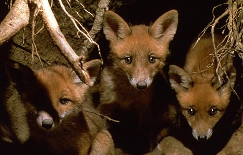 Life Upside Down: The secret lives of European Bats