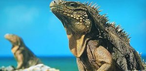 Cubas.Wild.Revolution.2019.1080p.WEB.H264-CBFM – 2.7 GB