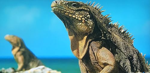 Cuba's Wild Revolution