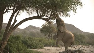 Wild.Namibia.2014.720p.WEB.H264-SHIIIT – 2.0 GB