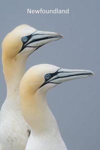 Newfoundland.2025.720p.WEB.H264-SHIIIT – 2.0 GB