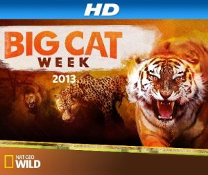 Big.Cat.Games.2015.720p.WEB.H264-SHIIIT – 1.4 GB