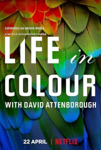 Life.in.Color.with.David.Attenborough.S01.2160p.NF.WEB-DL.DDP.5.1.DV.H.265-CHDWEB – 18.6 GB