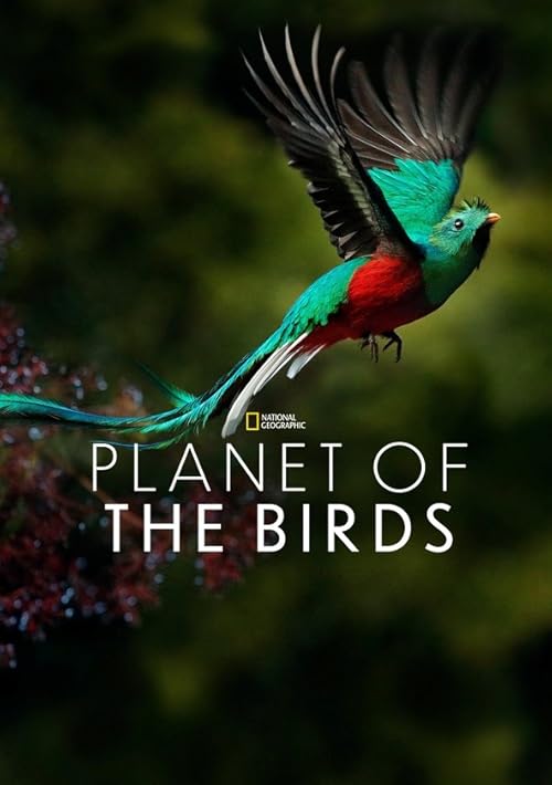 Planet of the Birds
