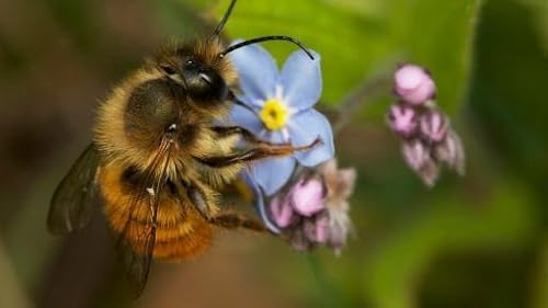 My Garden of a Thousand Bees