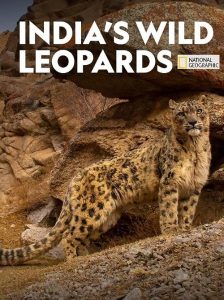 Indias.Wild.Leopards.2020.1080p.DSNP.WEB-DL.DDP.5.1.H.264-FLUX – 2.7 GB