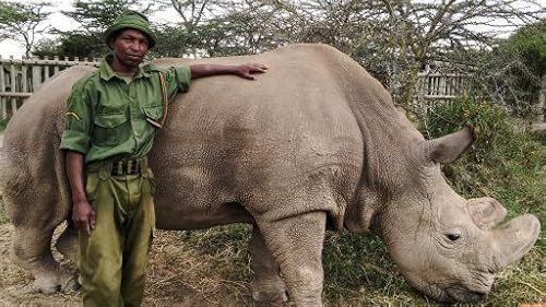 The Last Rhino