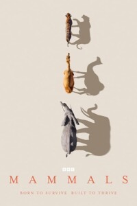 Mammals.2024.S01.720p.BluRay.H.264-BiQ – 18.7 GB