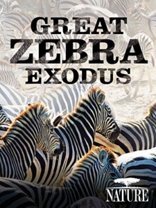 Nature.Great.Zebra.Exodus.2013.1080i.BluRay.REMUX.AVC.DD.5.1-BLURANiUM – 11.6 GB