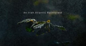 An.Irish.Atlantic.Rainforest.S01.1080p.RTE.WEB-DL.AAC2.0.H.264-SWAN – 4.2 GB