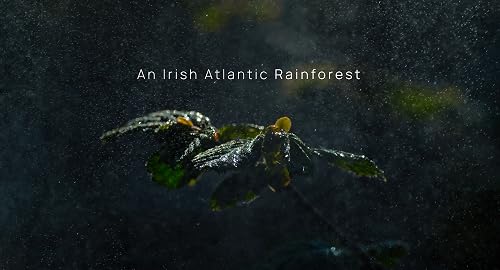 An Irish Atlantic Rainforest