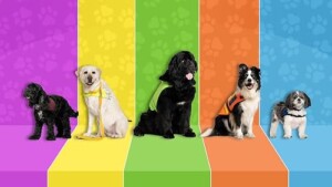 Dog.Squad.S15.1080p.TVNZ.WEB-DL.AAC2.0.H.264 – 3.7 GB