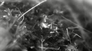David.Attenboroughs.Ant.Mountain.2017.1080P.WEB.H264-GRASHOPR – 3.5 GB
