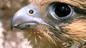 Worlds.Fastest.Animal.2018.1080P.WEB.H264-GRASHOPR – 2.1 GB